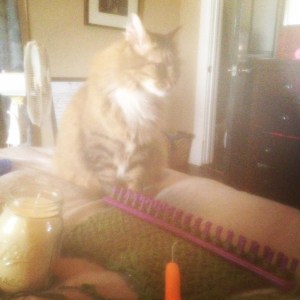 The cat adds to the beautiful "old lady" vibe I'm going for.